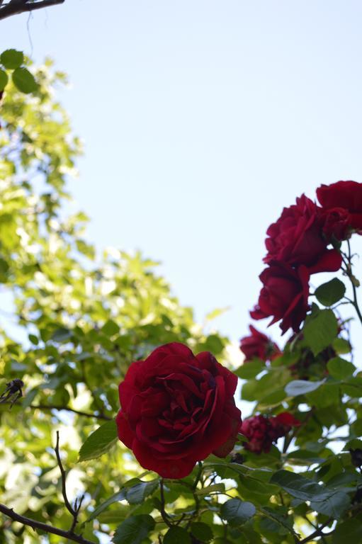 Flora *